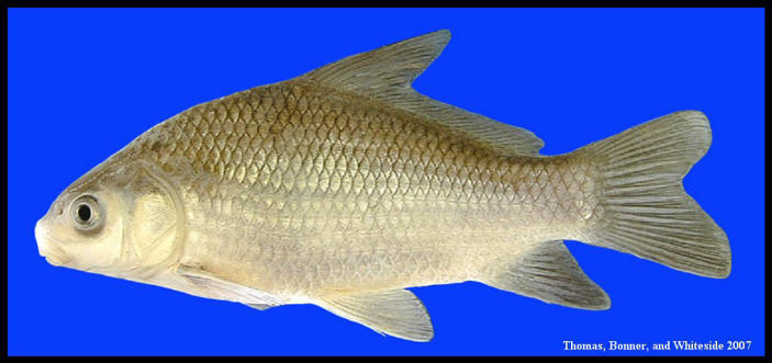 (Ictiobus Rafinesque, 1820) Род Иктиобусы, Иктиобы, Буффало, Рыбы